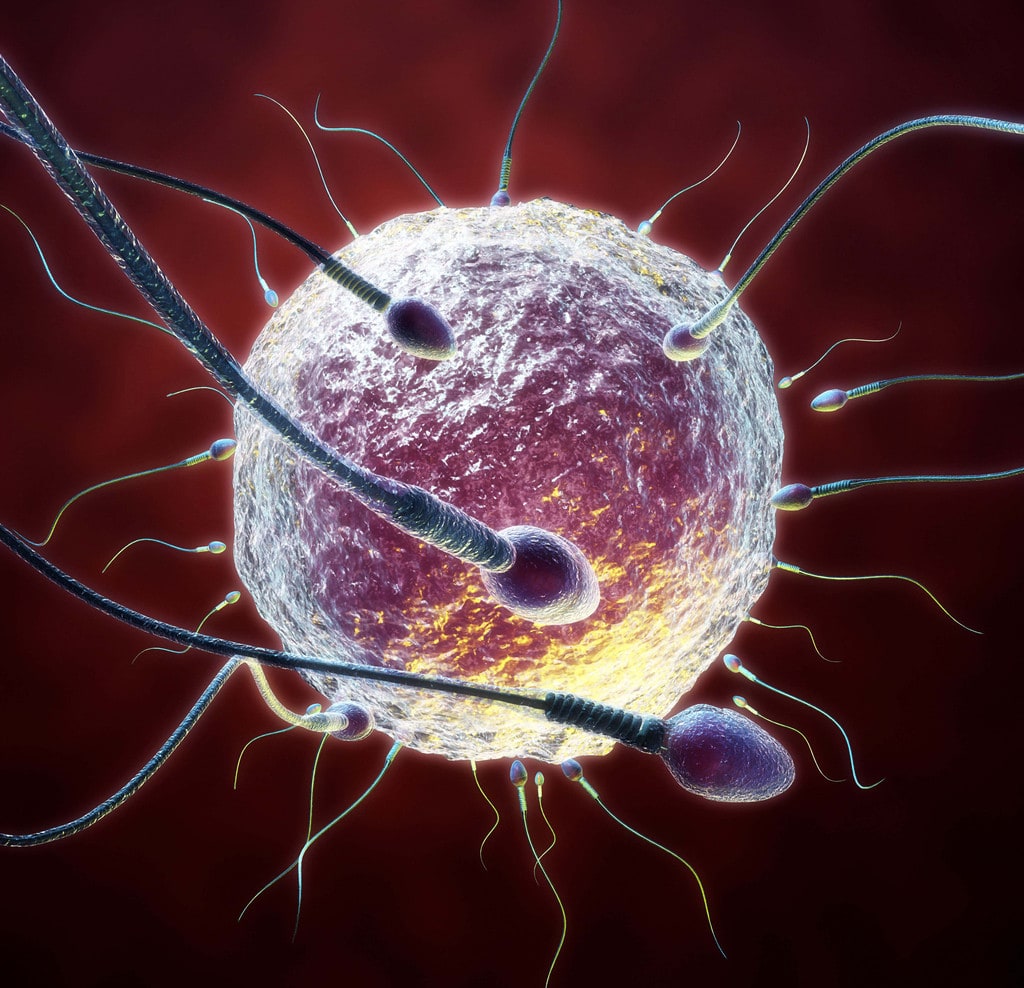 egg  and sperm