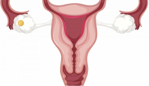 Can You Have Period Without Ovulating? 9 ovulation egg and uterus