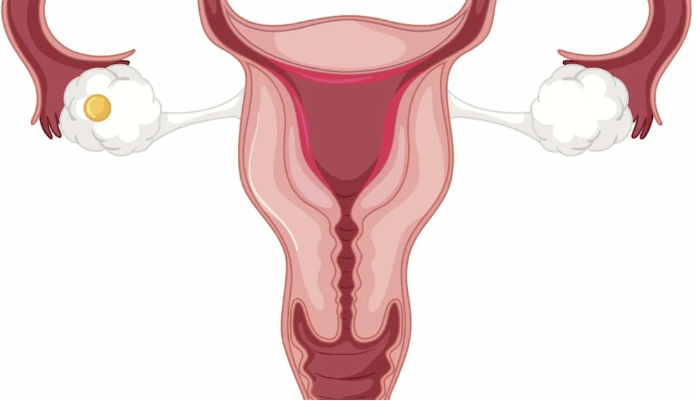 ovulation egg and uterus
