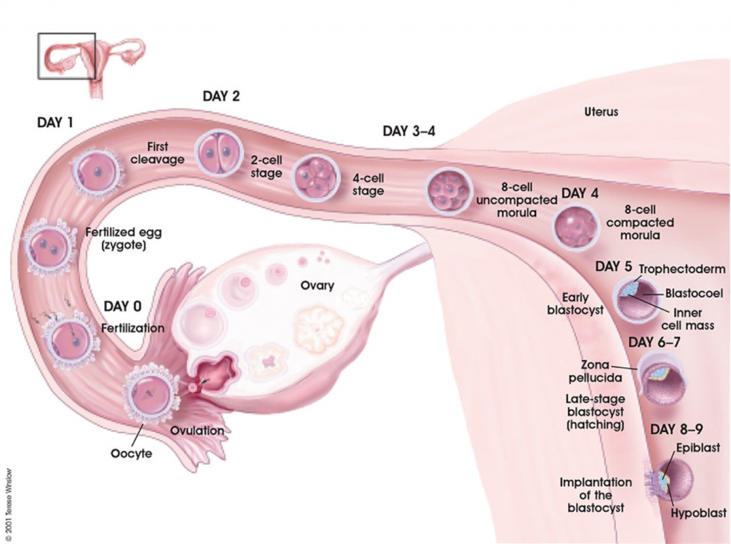 Embryo Implantation- How Long Does It Take? 1 embryo implantation timing
