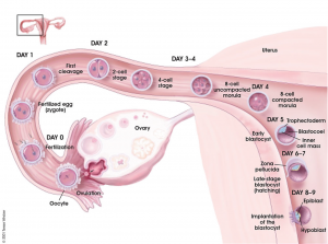 embryo implantation timing