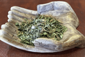 Chinese herb - pu gong ying, dandelion