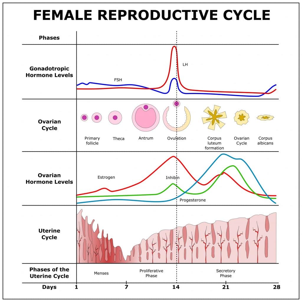 Luteal Phase Defect (LPD) 1 female reproductive cycle shows follicle phase and luteal phase