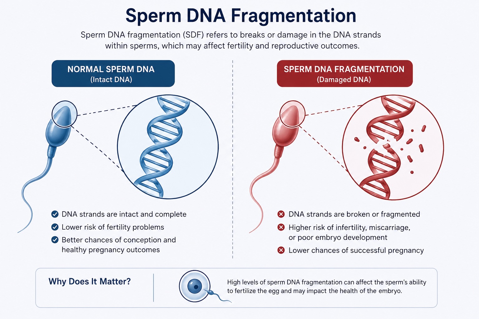 Fertility Is a Team Sport: Why We Always Assess and Treat Both Partners 21 Sperm DNA fragmentation - Almond Wellness Centre