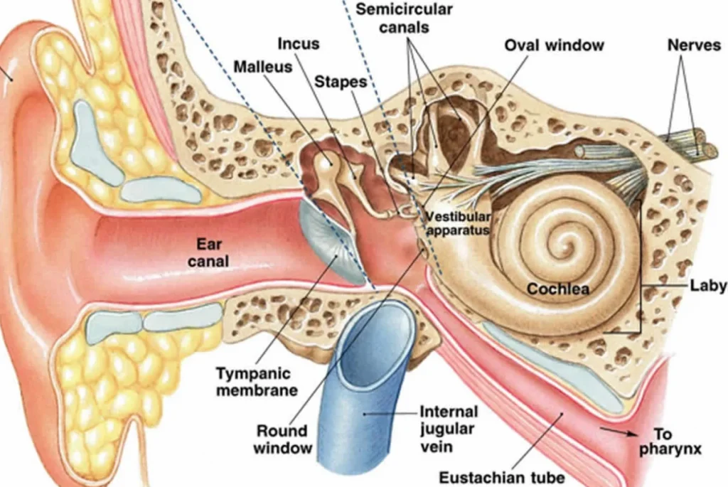 Vestibular Migraine 2 Vestibular system diagram