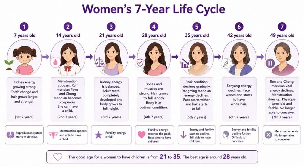 Women's 7-Year Life Cycle 1 women's 7-year-life cycle in Traditional Chinese Medicine TCM