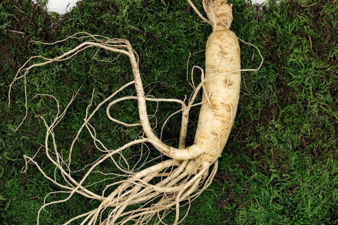 8 Chinese Herbs Traditionally Used for Libido and Sexual Function 4 Ginseng root on green moss background