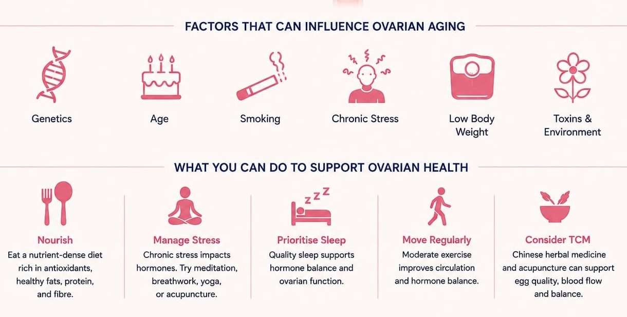 Why Do Some Women's Ovaries Age Faster Than Others? 2 Chinese herbal medicine and acupuncture support aging ovaries and egg quality